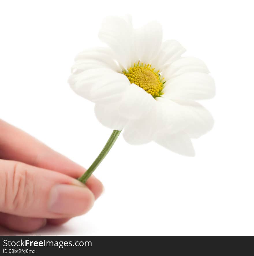 White daisy on a white background