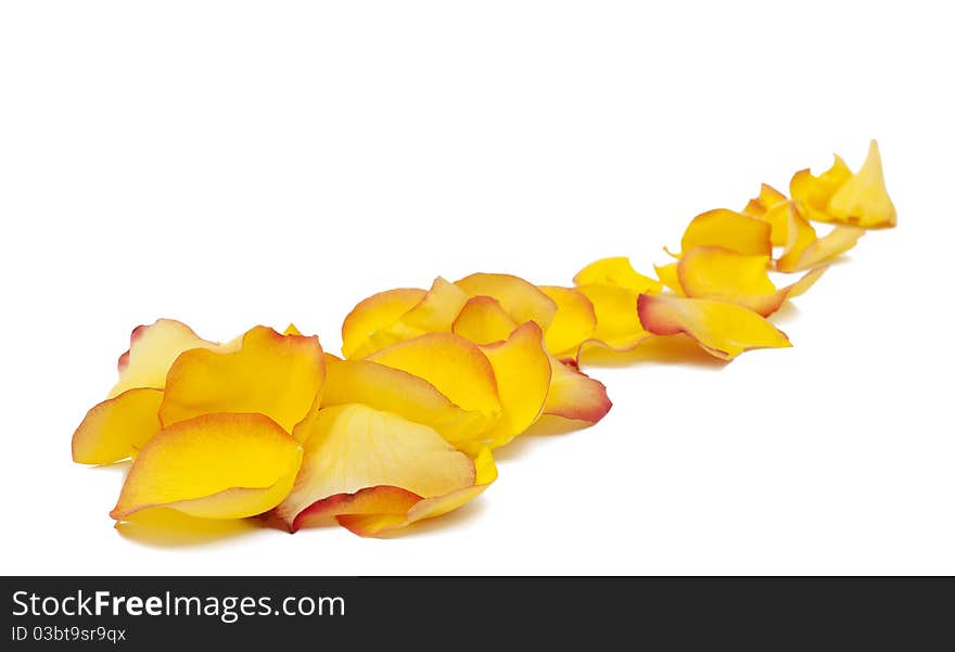 Yellow rose petals