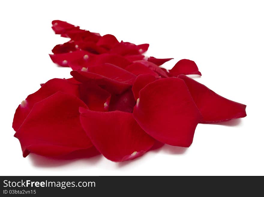 Red rose petals on white background