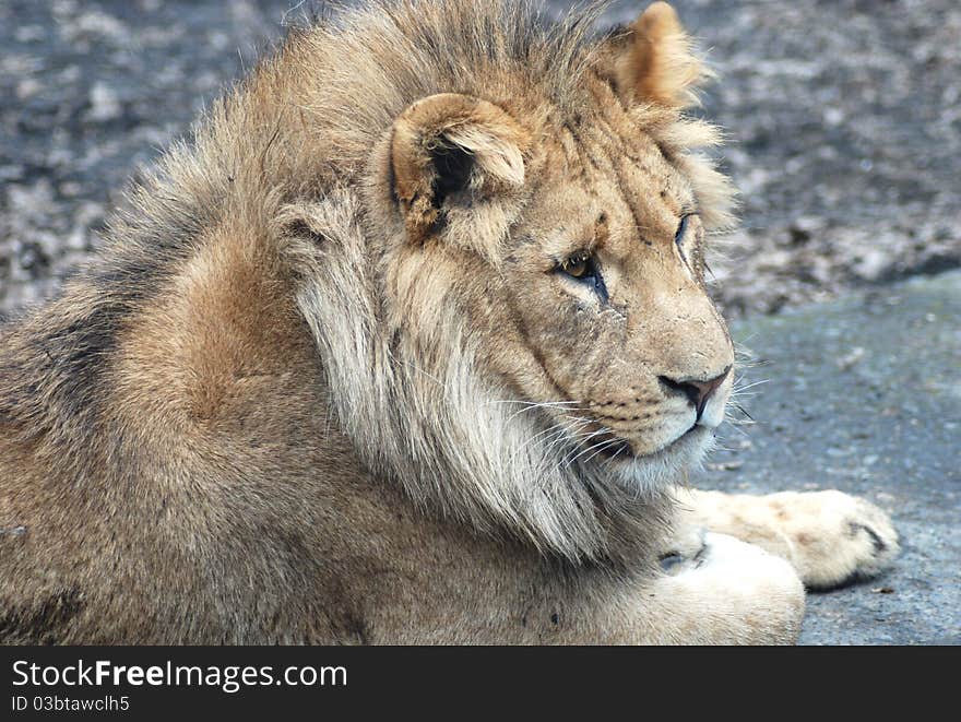 A close up of a young lion. A close up of a young lion