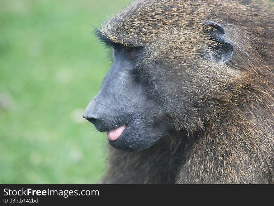 Laughing baboon