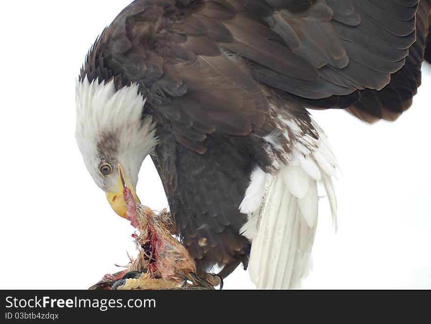 A portrait of a bald eagle eating it's prey