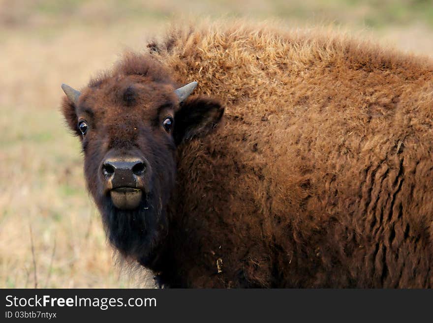 A female bison portrait at the field