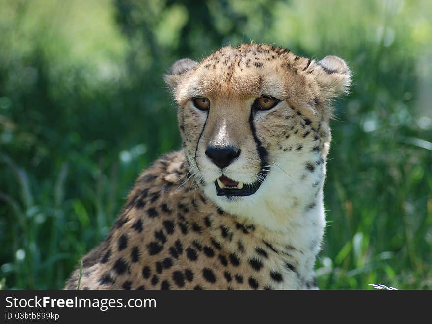 A cheetah