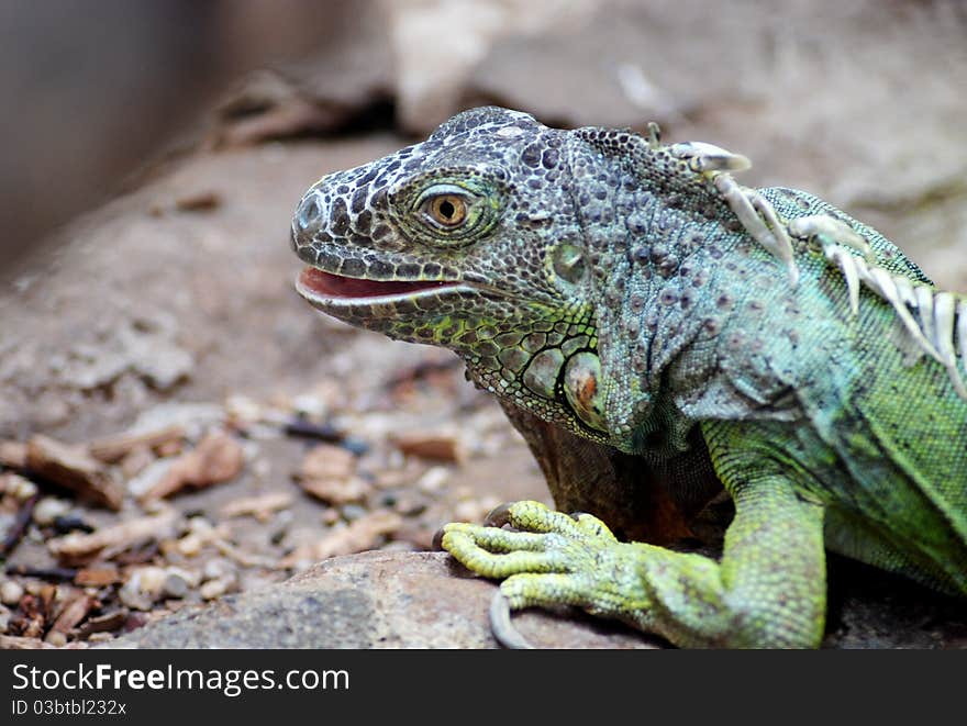 A close up of an iguana's head