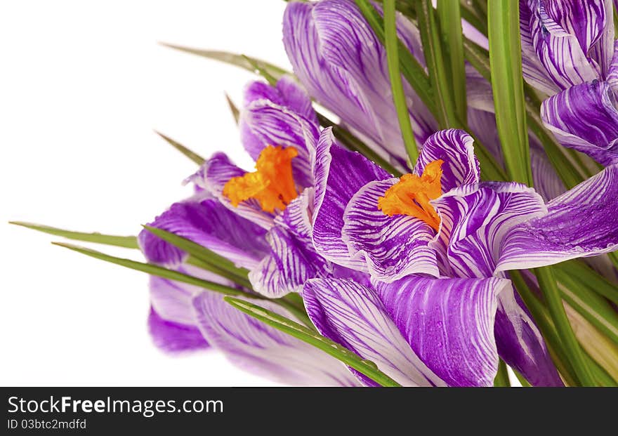 Close-up of lilac spring crocus over white backgraund