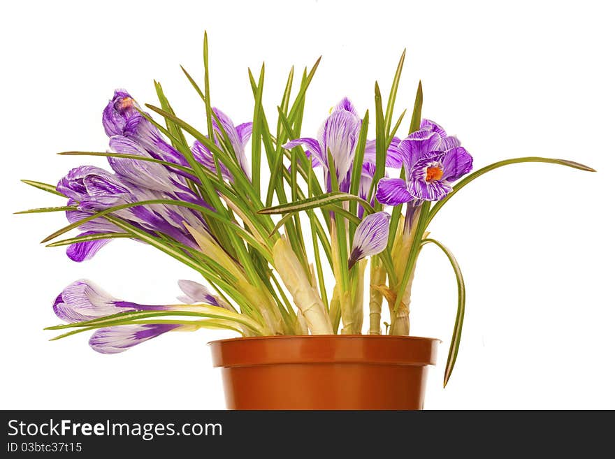 Close-up of flowerpot with lilac spring crocus over white background