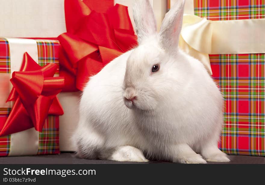 Image of fluffy rabbit rounded by gift boxes with red bows. Image of fluffy rabbit rounded by gift boxes with red bows