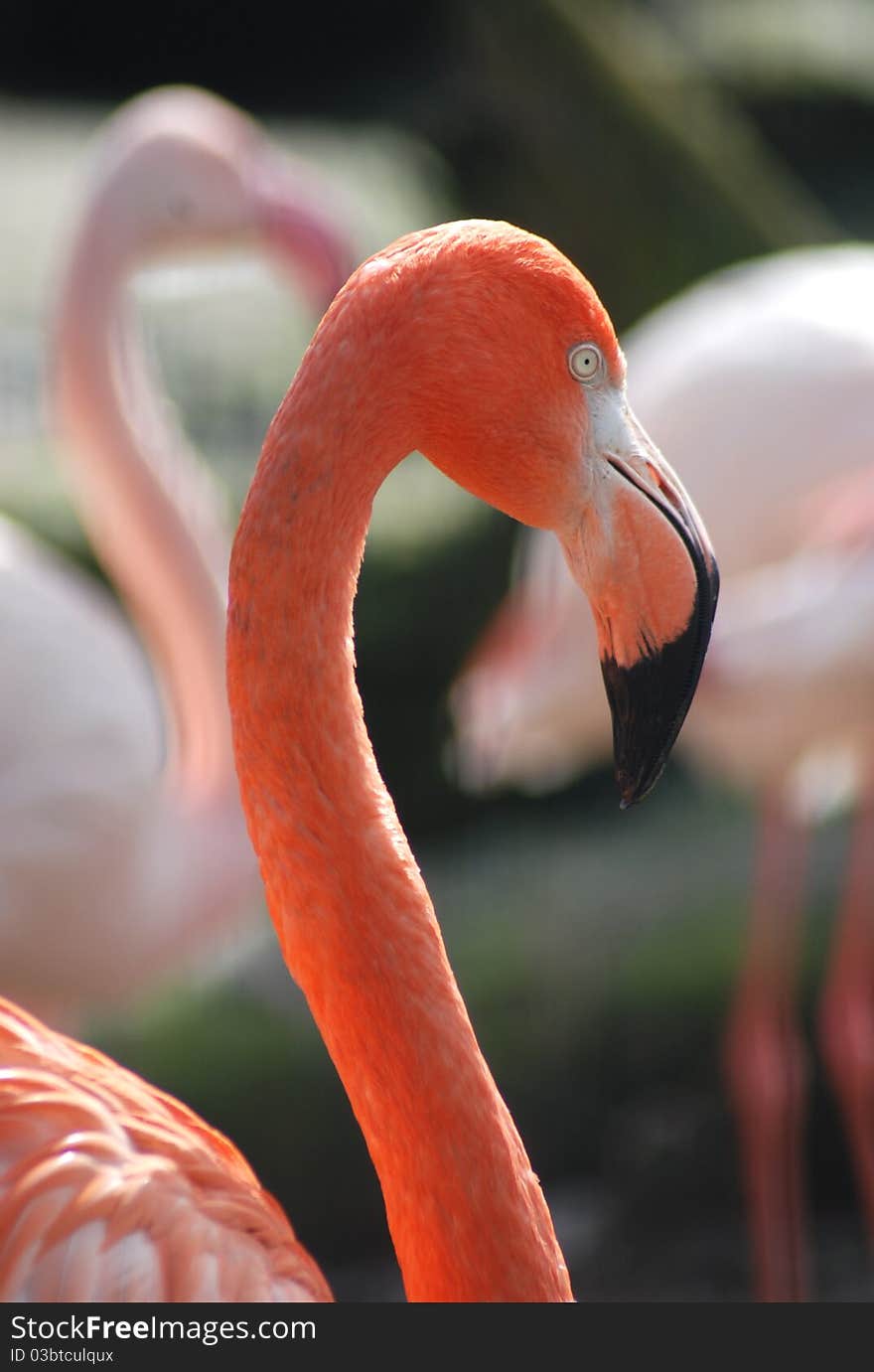 A Flamingo 1