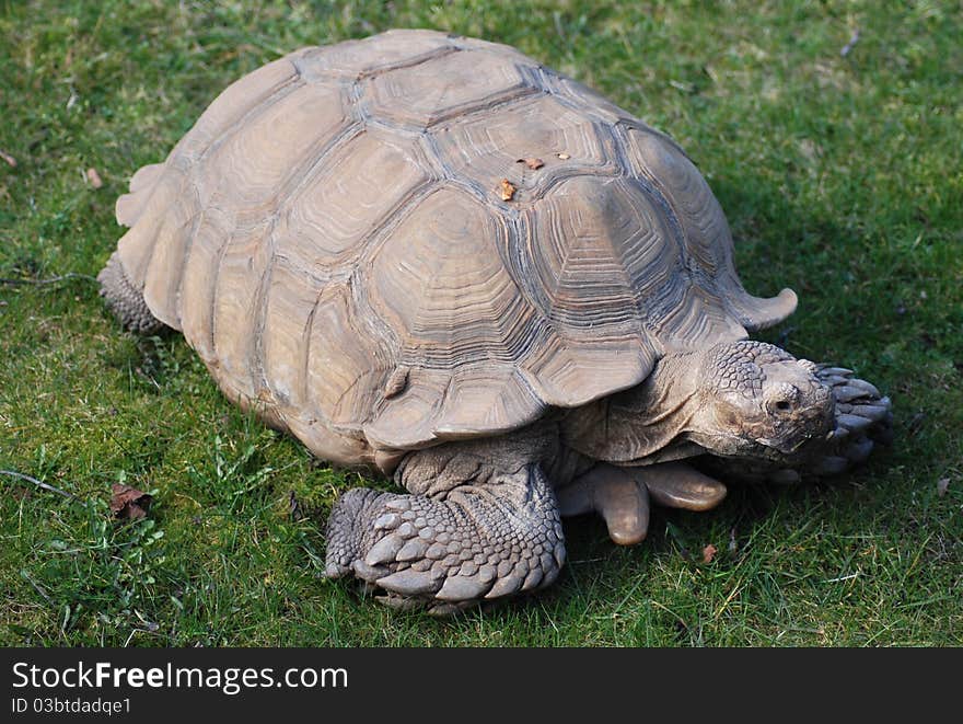 A spur thighed tortoise