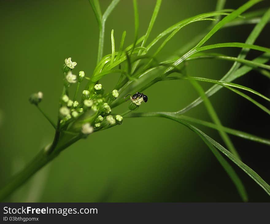 A small ant is having a feed on a plant's flower. A small ant is having a feed on a plant's flower