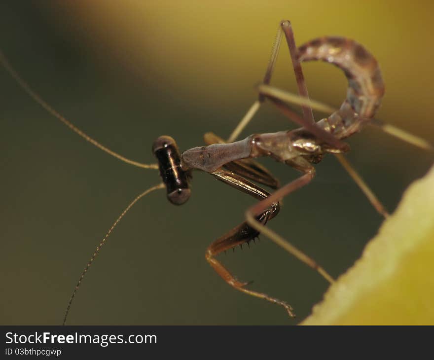 A baby brown mantis is standing on a peace of fruit. A baby brown mantis is standing on a peace of fruit