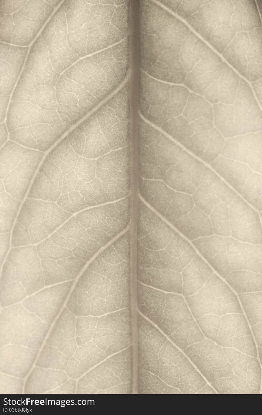 Leaf Closeup