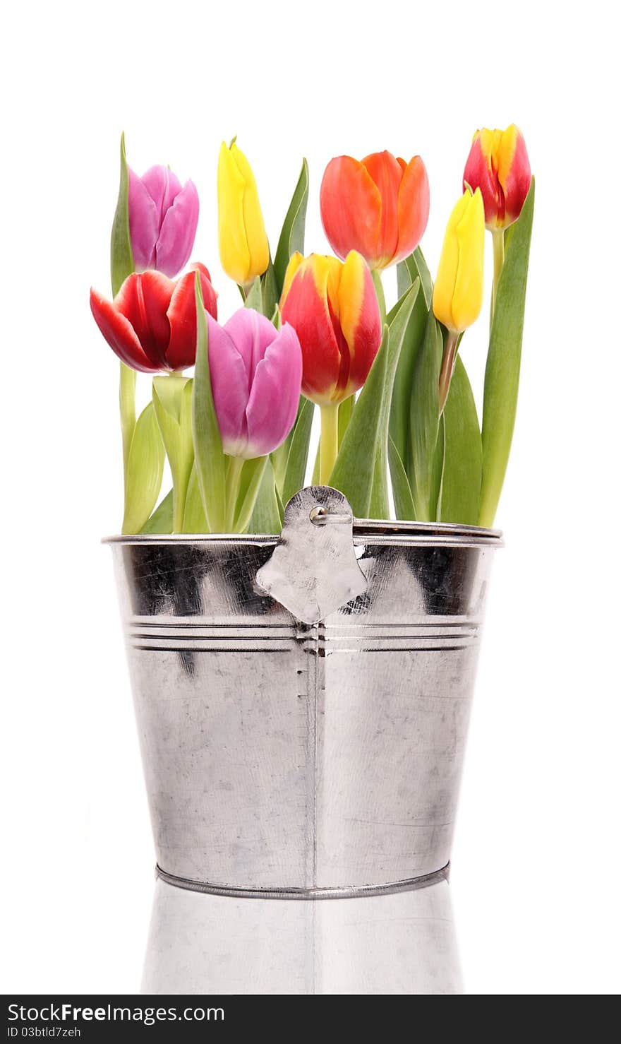 Fresh colored spring tulips in bucket, isolated on white background