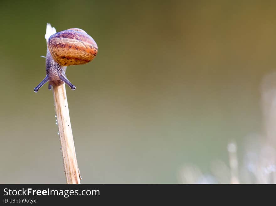 Snail Garden snail crawling on a stem
