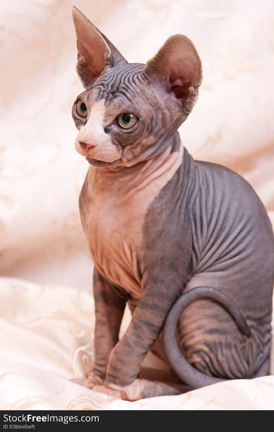 Cat of breed Don the Sphynx