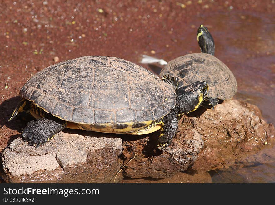 Terrapin Aquatic reptile resting on a rock