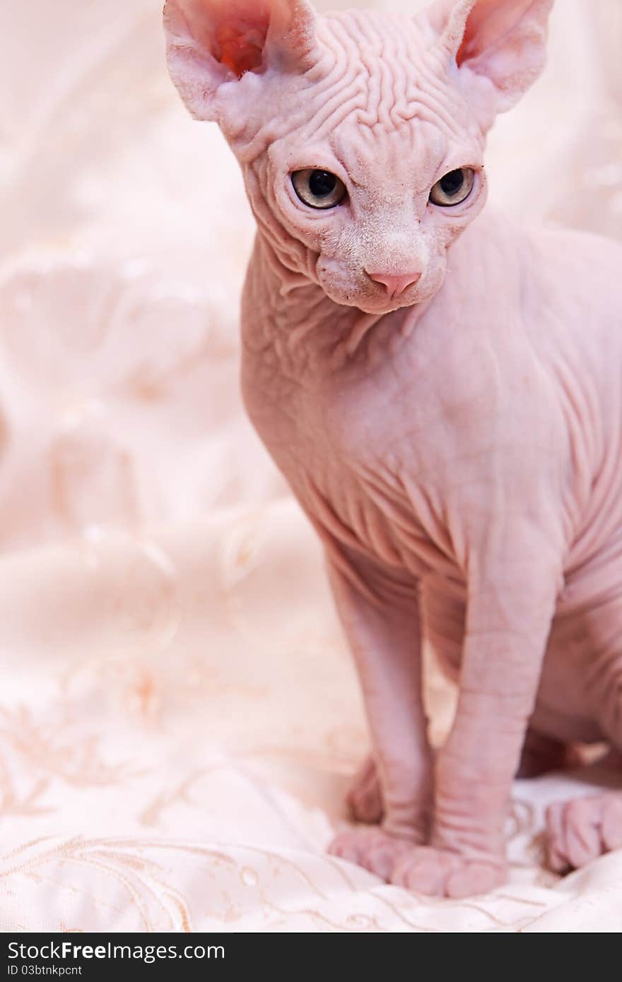 Cat Of Breed Don The Sphynx