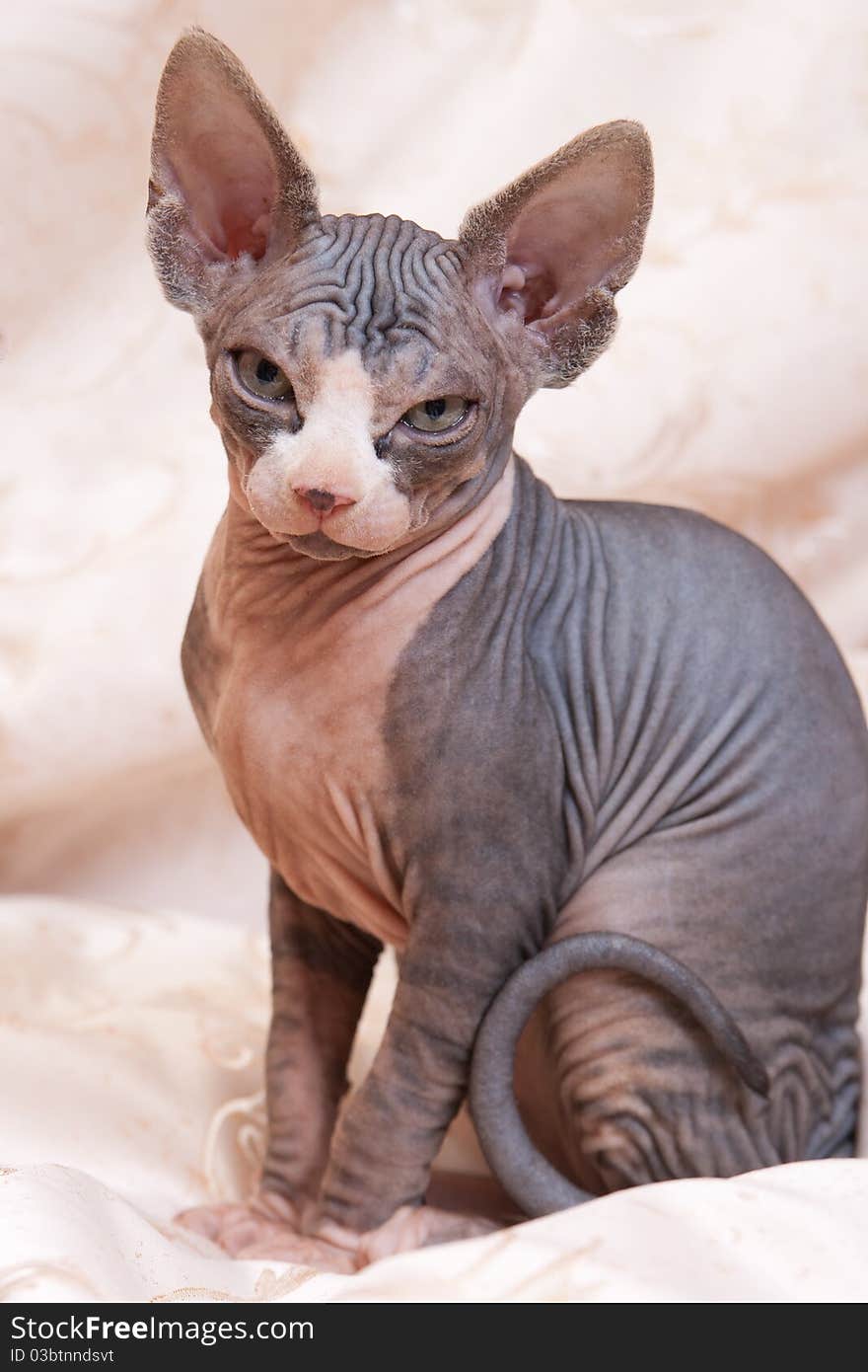 Cat of breed Don the Sphynx