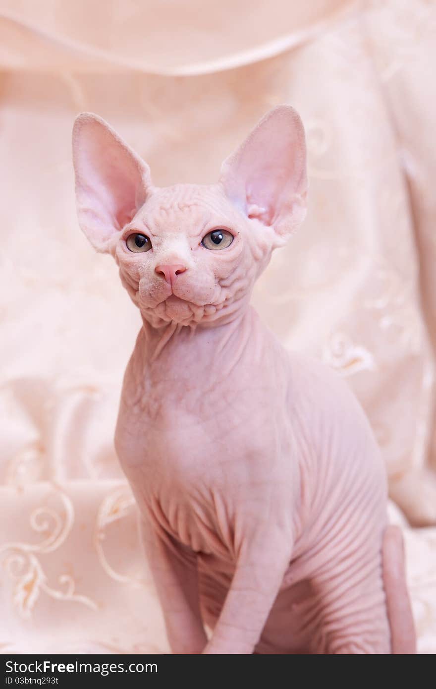 Cat of breed Don the Sphynx