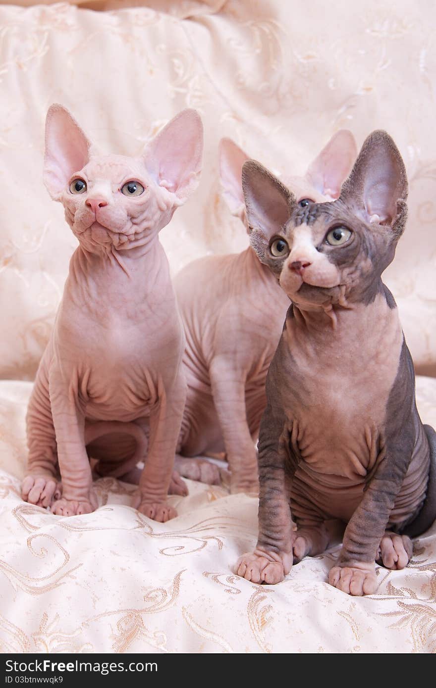 Cats of breed Don the Sphynx