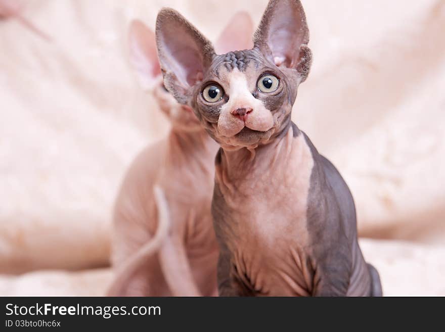 Cats of breed Don the Sphynx