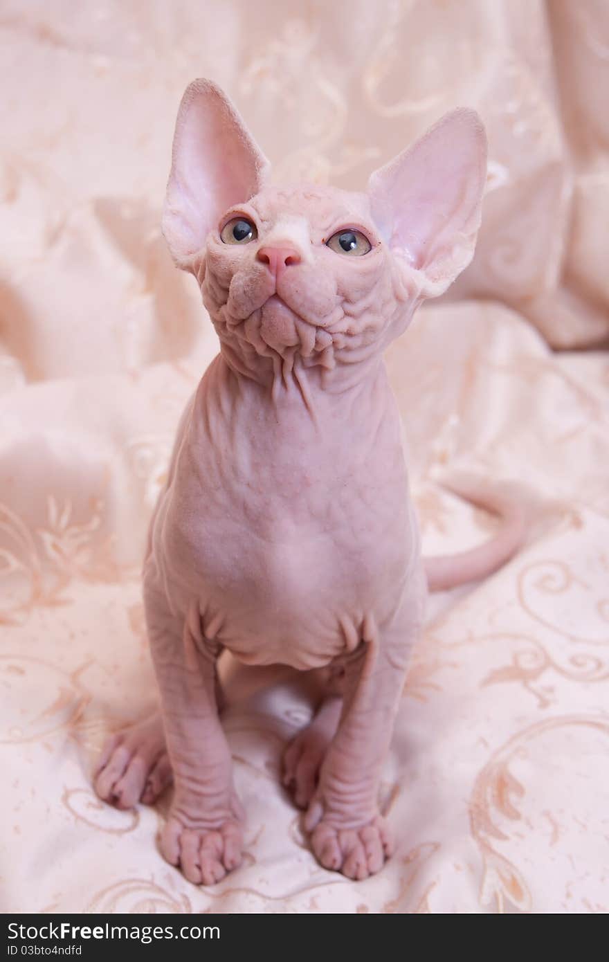 Cat Of Breed Don The Sphynx