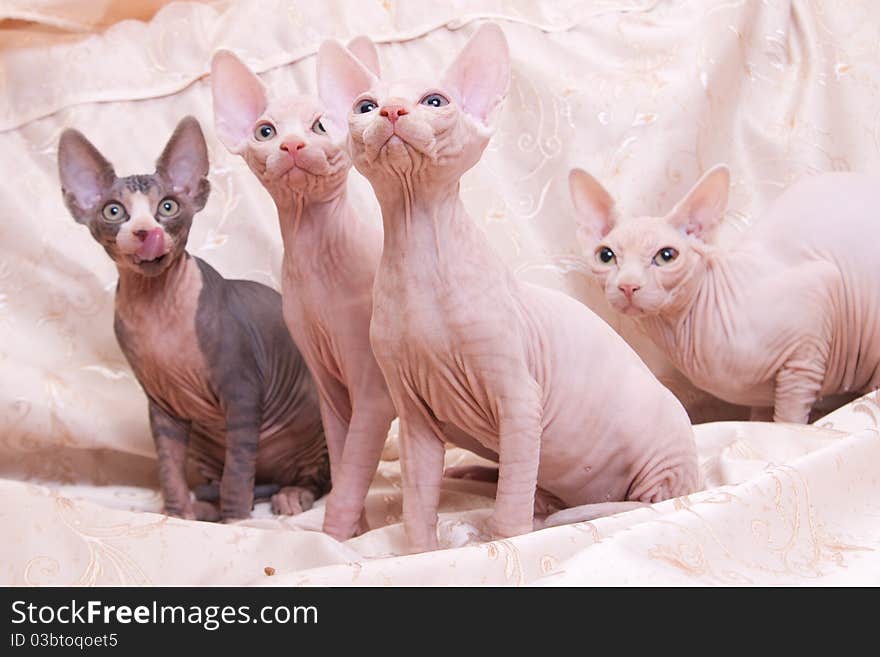 Cats of breed Don the Sphynx