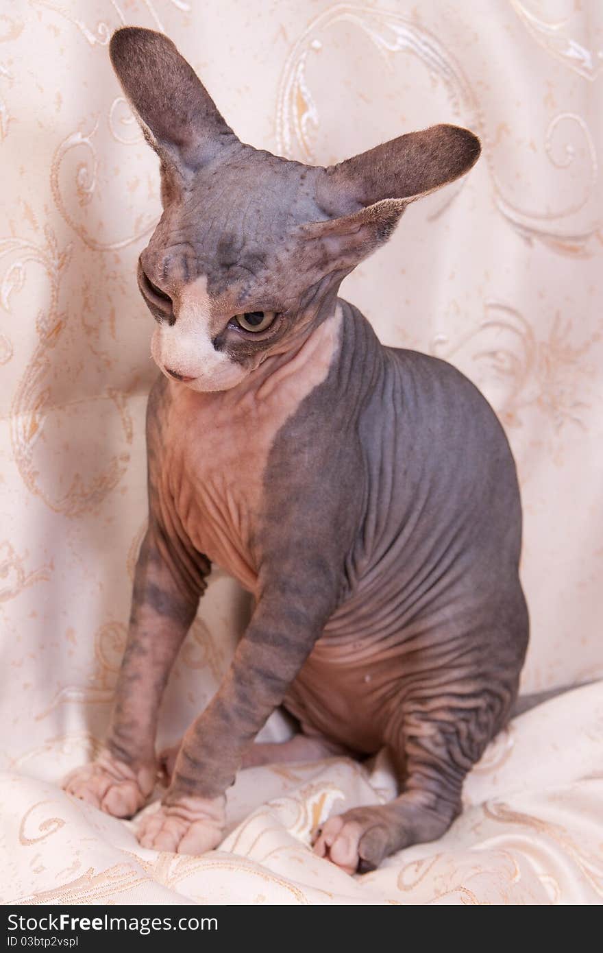 Cat Of Breed Don The Sphynx