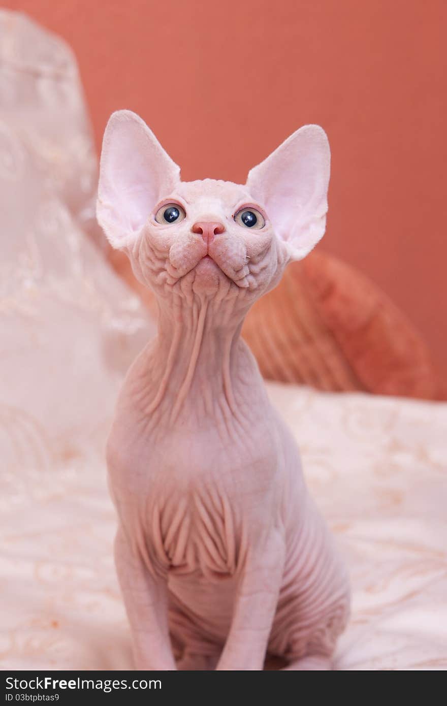 Cat Of Breed Don The Sphynx