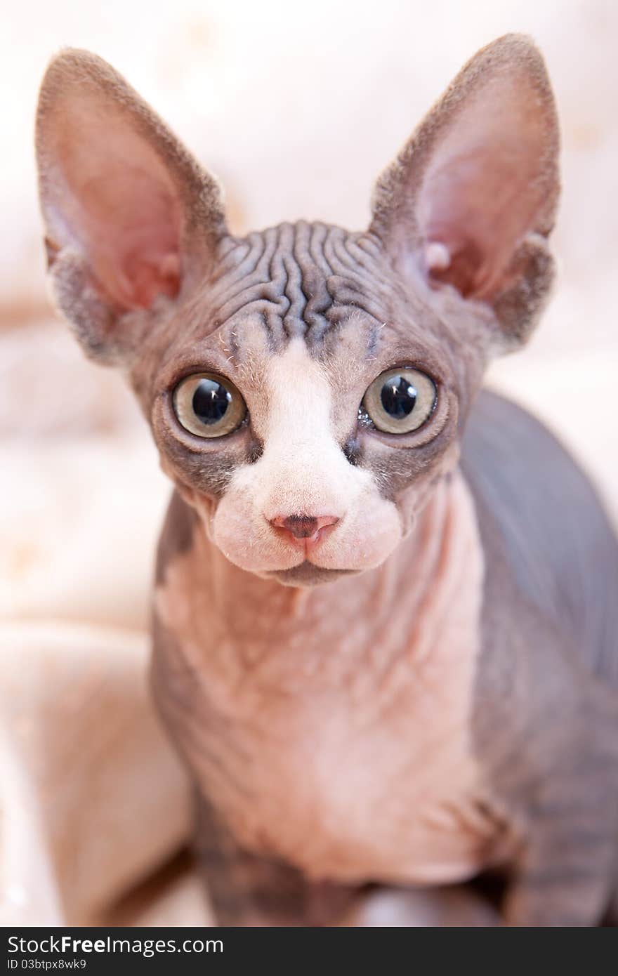 Cat Of Breed Don The Sphynx