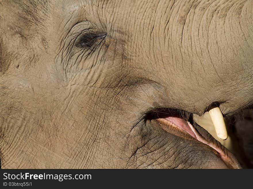 Asian Elephant close up Eye and Tusk