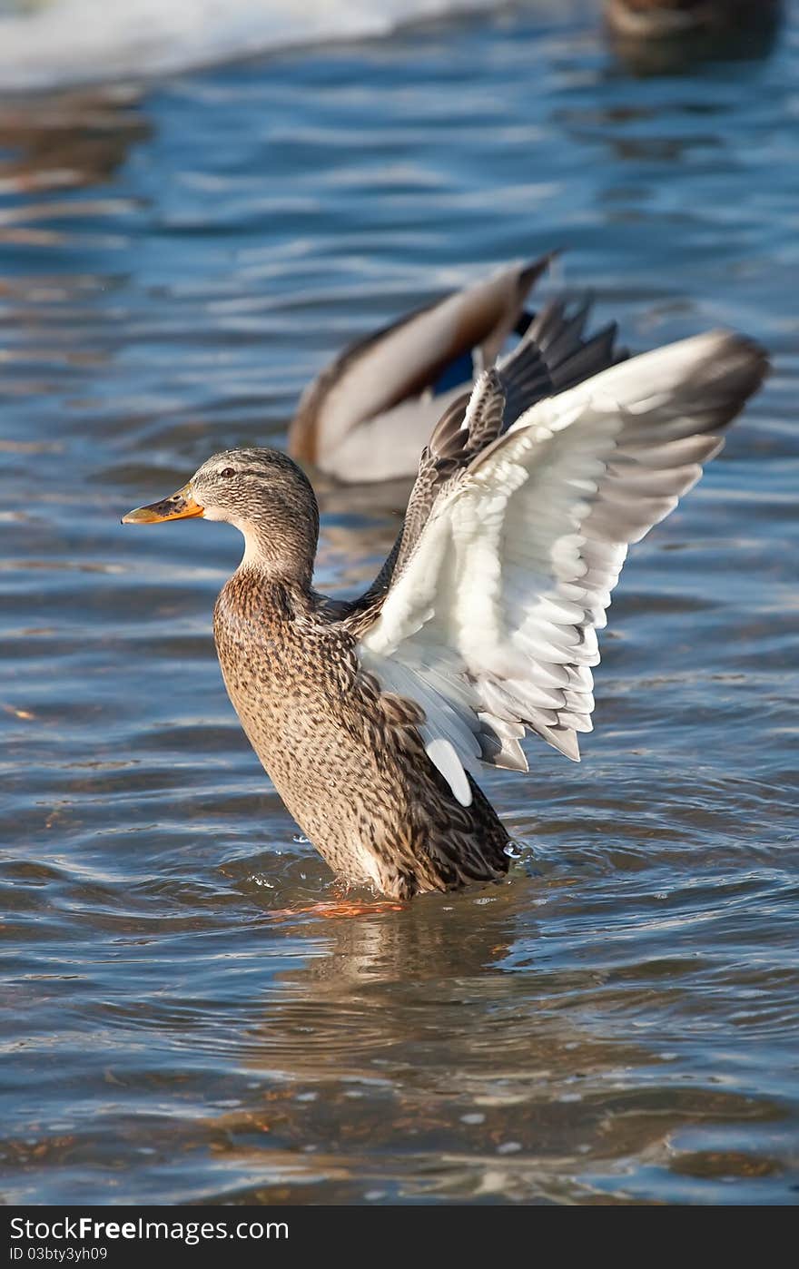 Grey duck in river winter sunny day