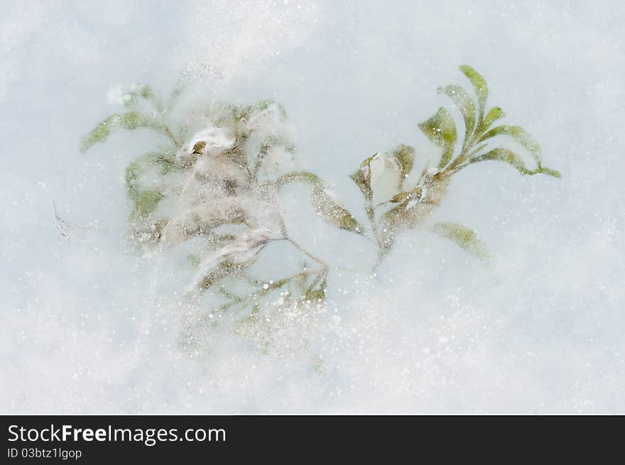 Frosty green grass in an ice piece. Frosty green grass in an ice piece