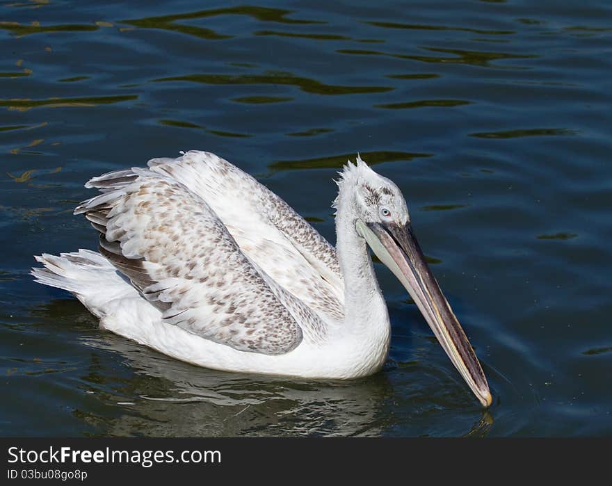 Pelican