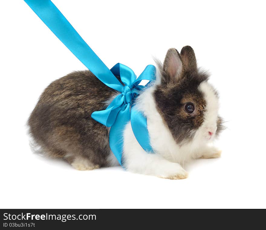 Spoted rabbit with blue bow on white background