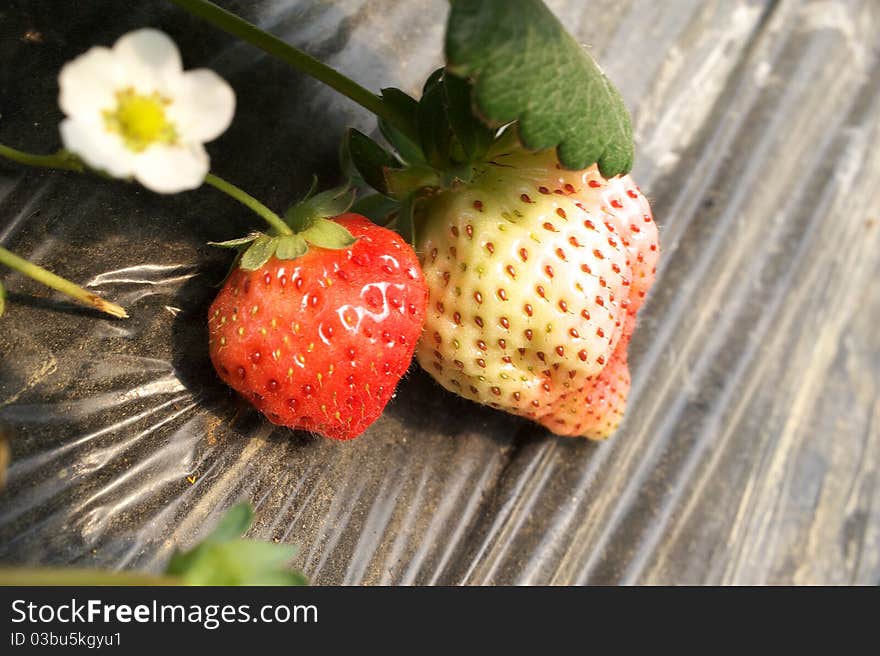 Strawberry