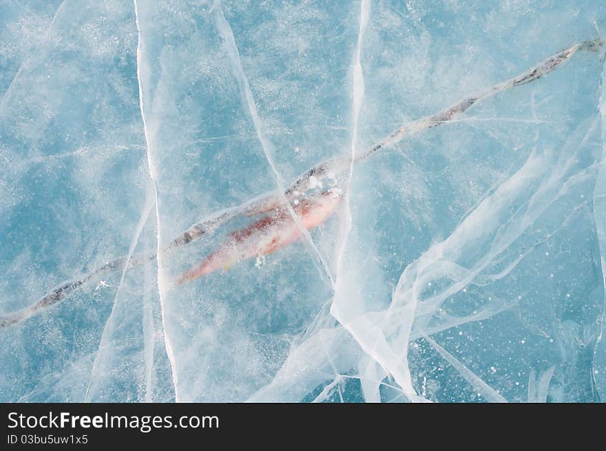 Fish Frozen In Ice