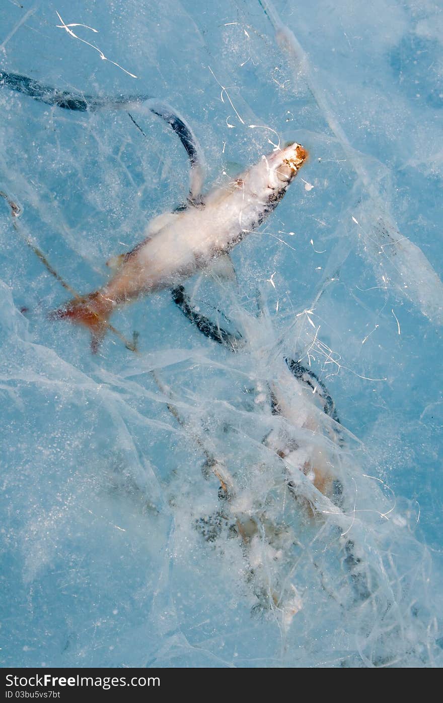 Fish Frozen In Ice