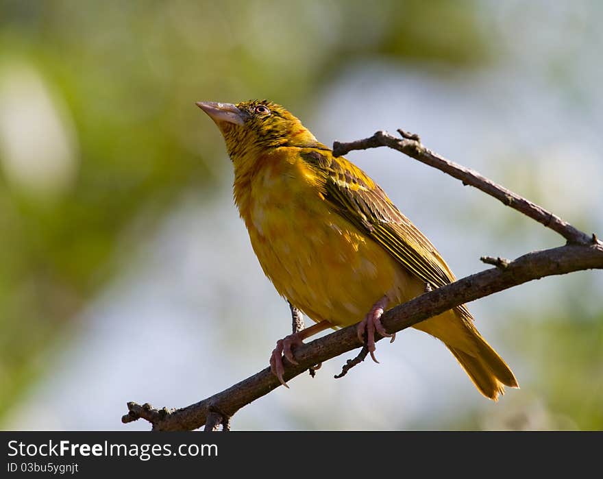 Village Weaver (Ploceus cucullatus)