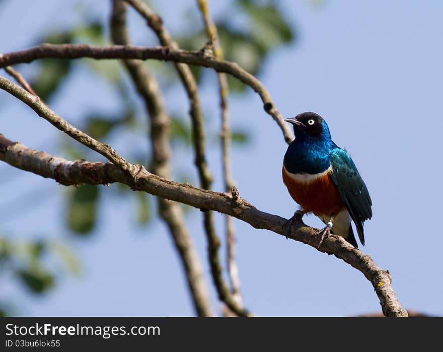 Superb Starling