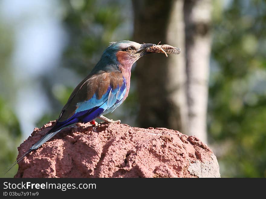 Lilac Breasted Roller (Coracias caudatus)