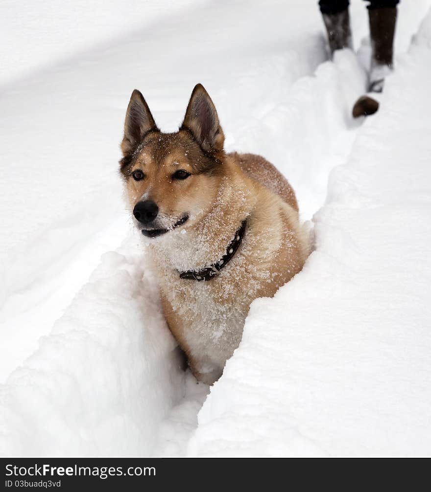 The dog pursues prey on snow. The dog pursues prey on snow