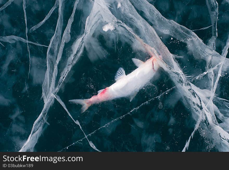 Fish Frozen In Ice