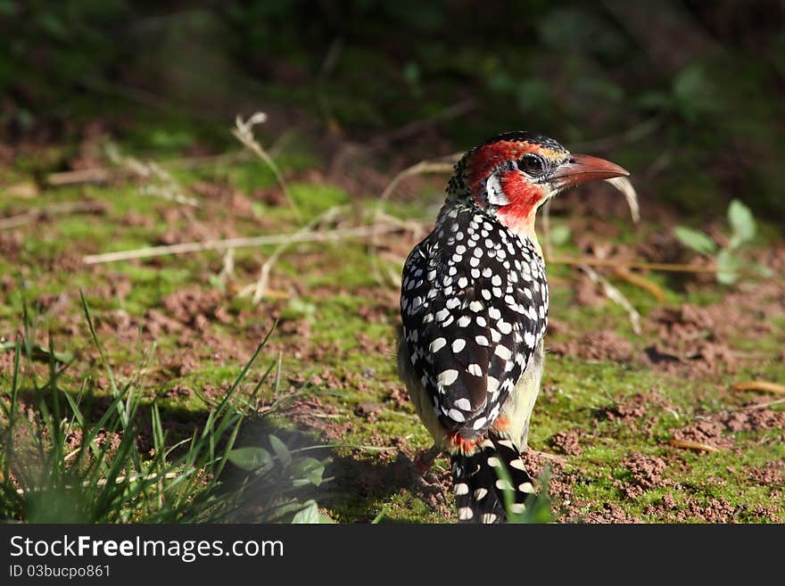 Red and yellow Barbet on the ground