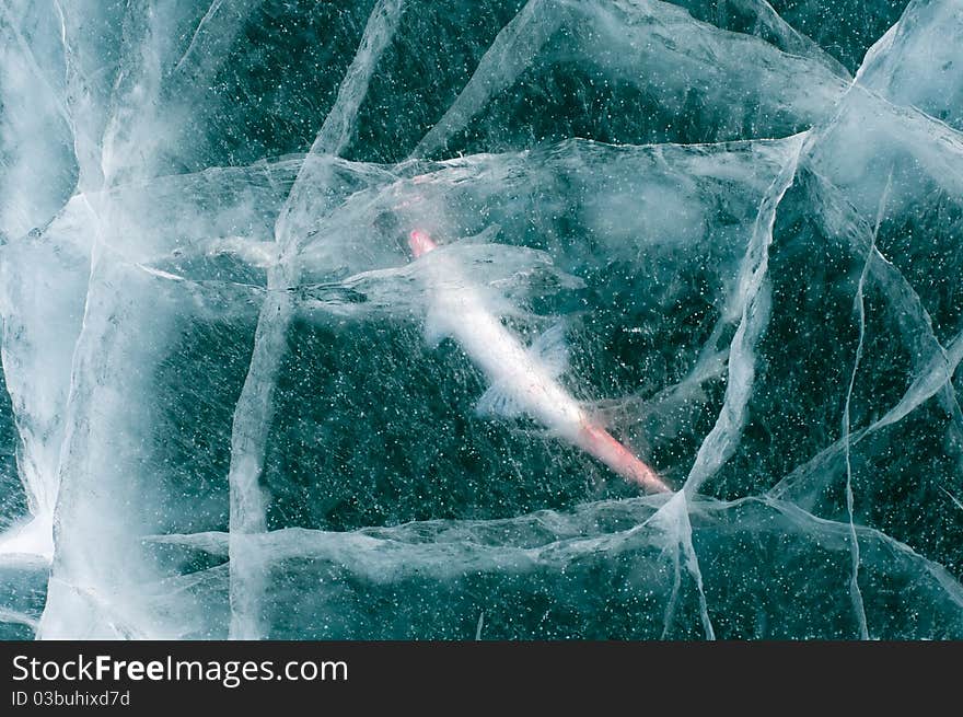 Fish frozen in ice