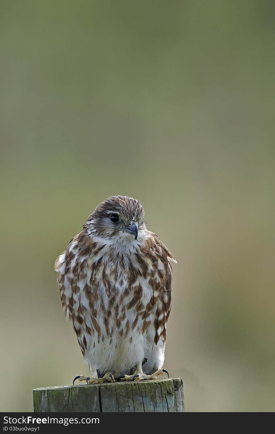 Captive merlin on a fence post in Mid Wales with a plain background