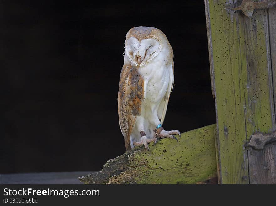 A captive Barn Owl.looking rather sleepy on an old barn door