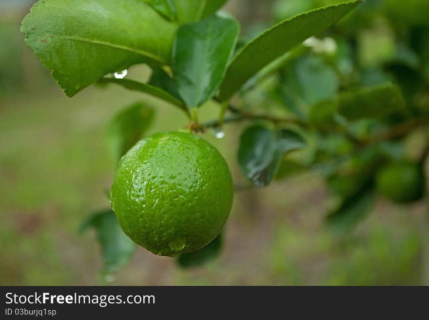 Lemons On Tree