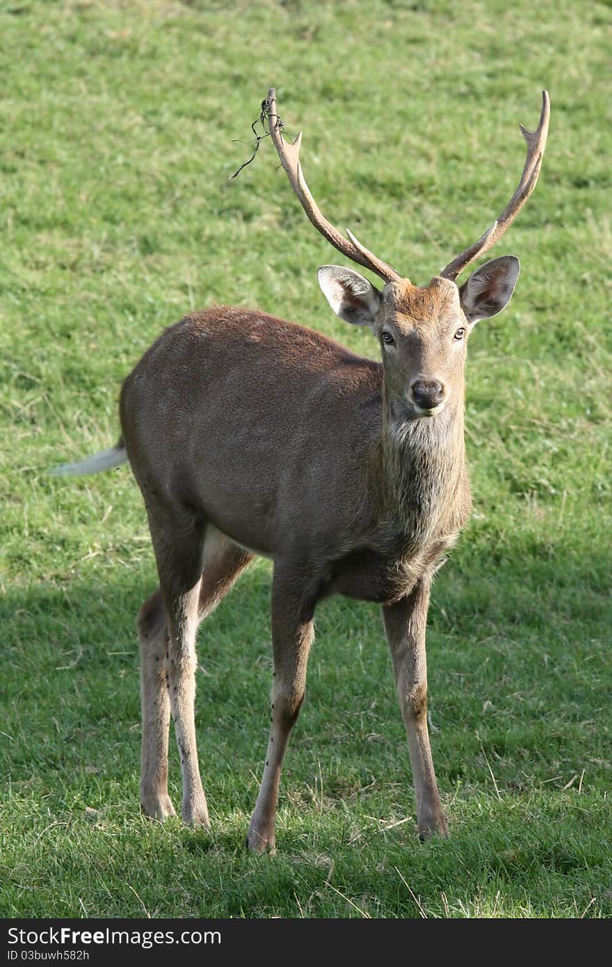 Closeup detailed portrait of a deer. Closeup detailed portrait of a deer